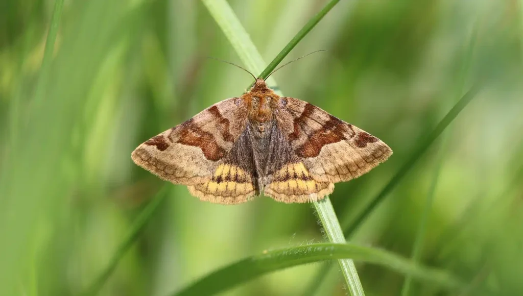 Borboleta vs. mariposa: qual é a diferença?