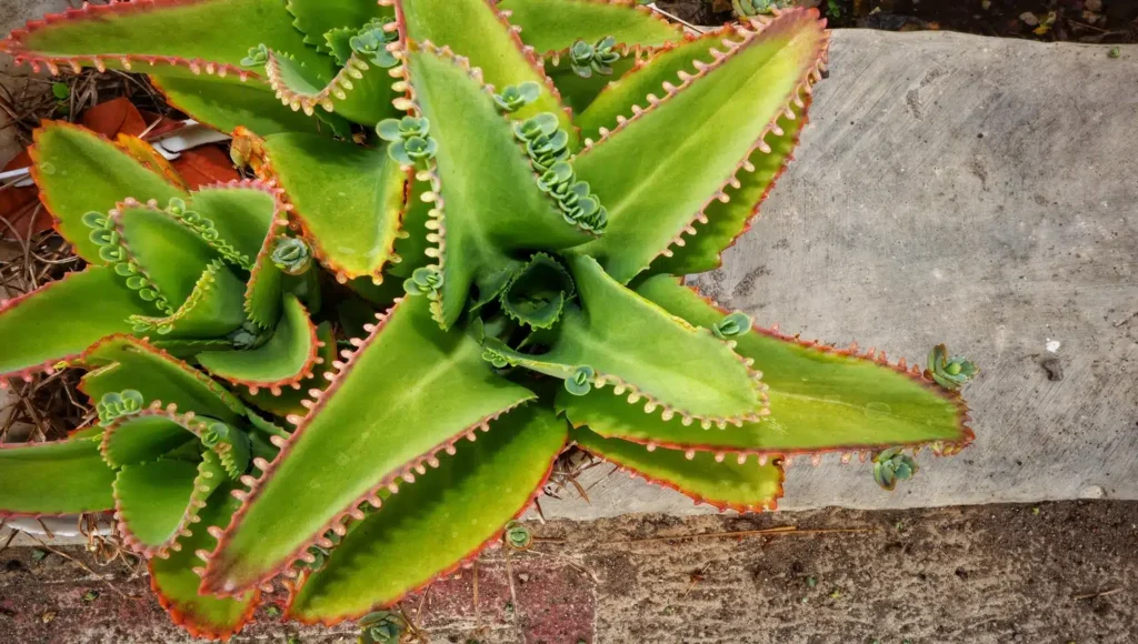 Desfrute da beleza da Mãe de Milhares (Bryophyllum daigremontianum) no seu jardim com ESTE passo a passo