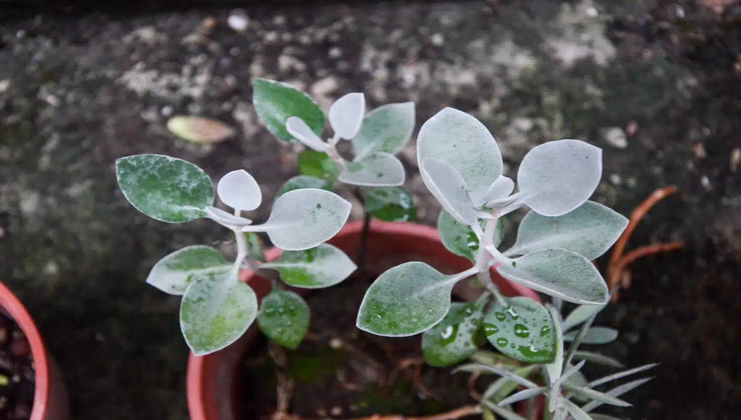 Tenha um jardim único com a presença da Suculenta Colher de Prata (Kalanchoe bracteata) e veja o guia completo de cultivo