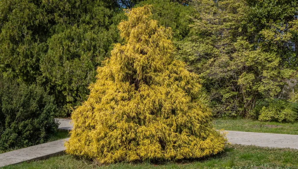 Tudo o que você precisa saber sobre a Tuia-Macarrão (Chamaecyparis pisifera filifera-aurea): guia completo de cultivo!