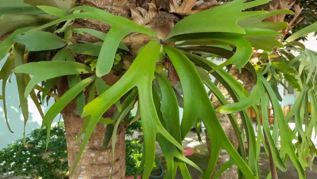 aprenda o passo a passo de cultivo completo da samambaia Platycerium bifurcatum