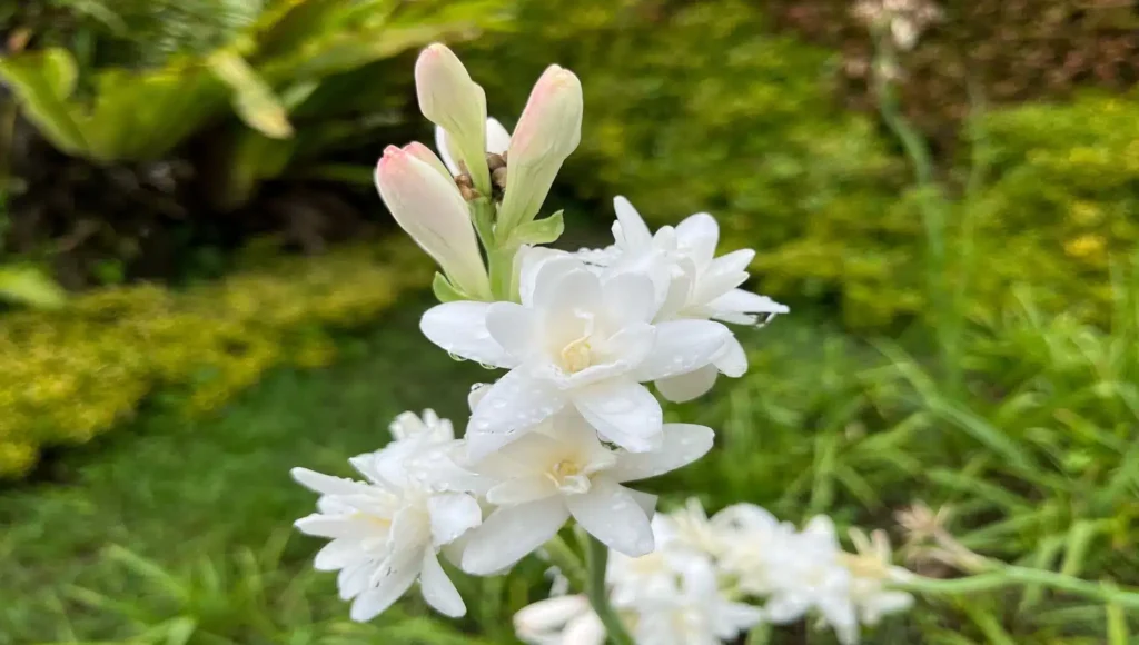 guia completo de cultivo dessa espécie delicada para um jardim angelical