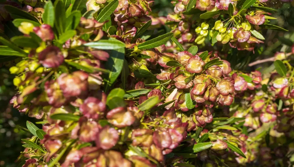 principais diferenças, características e formas de cultivo
