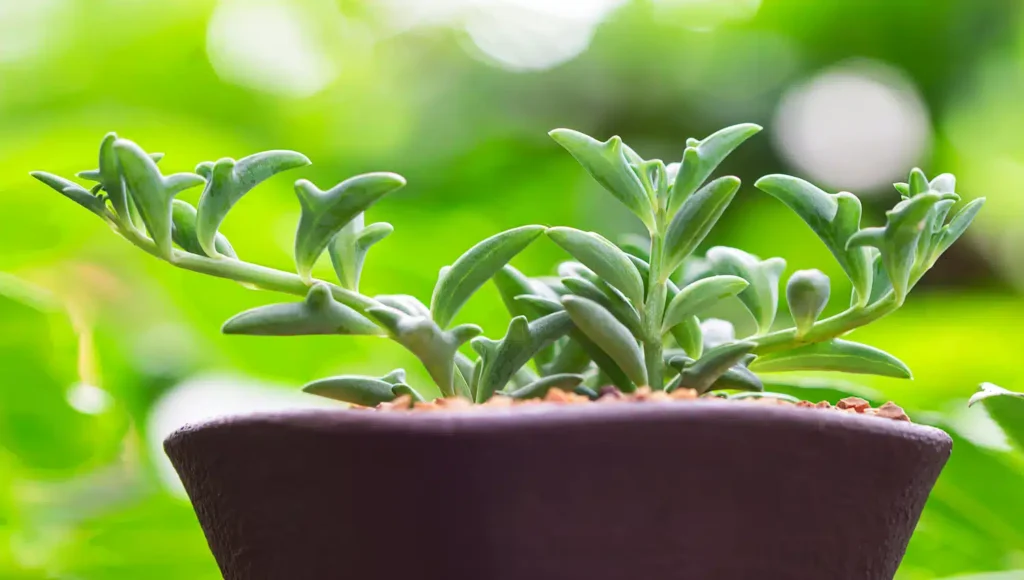 tudo sobre essa iguaria marítima e como cuidar da Senecio peregrinus