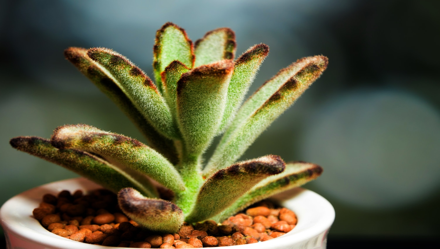 Como cuidar da suculenta Orelha-de-Gato (Kalanchoe tomentosa)? Veja o guia completo